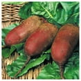 thumbnail image 5 of Everwilde Farms - 100 Organic Cylindra Beet Seeds - Gold Vault Jumbo Bulk Seed Packet, 5 of 5