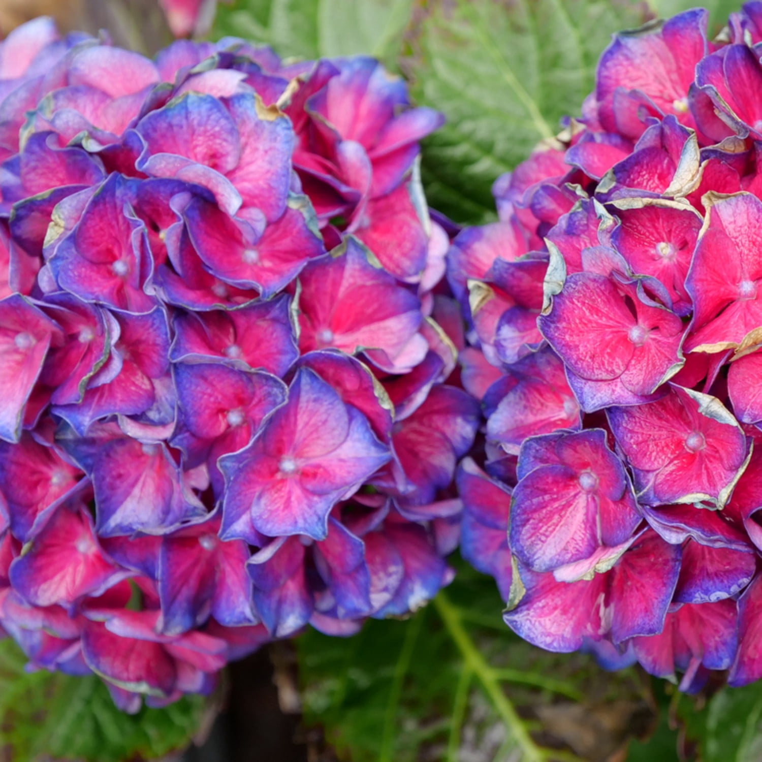 Proven Winners ColorChoice 6" Multicolor Wee Bit Grumpy Bigleaf Hydrangea Live Plant in 7.5" Pot