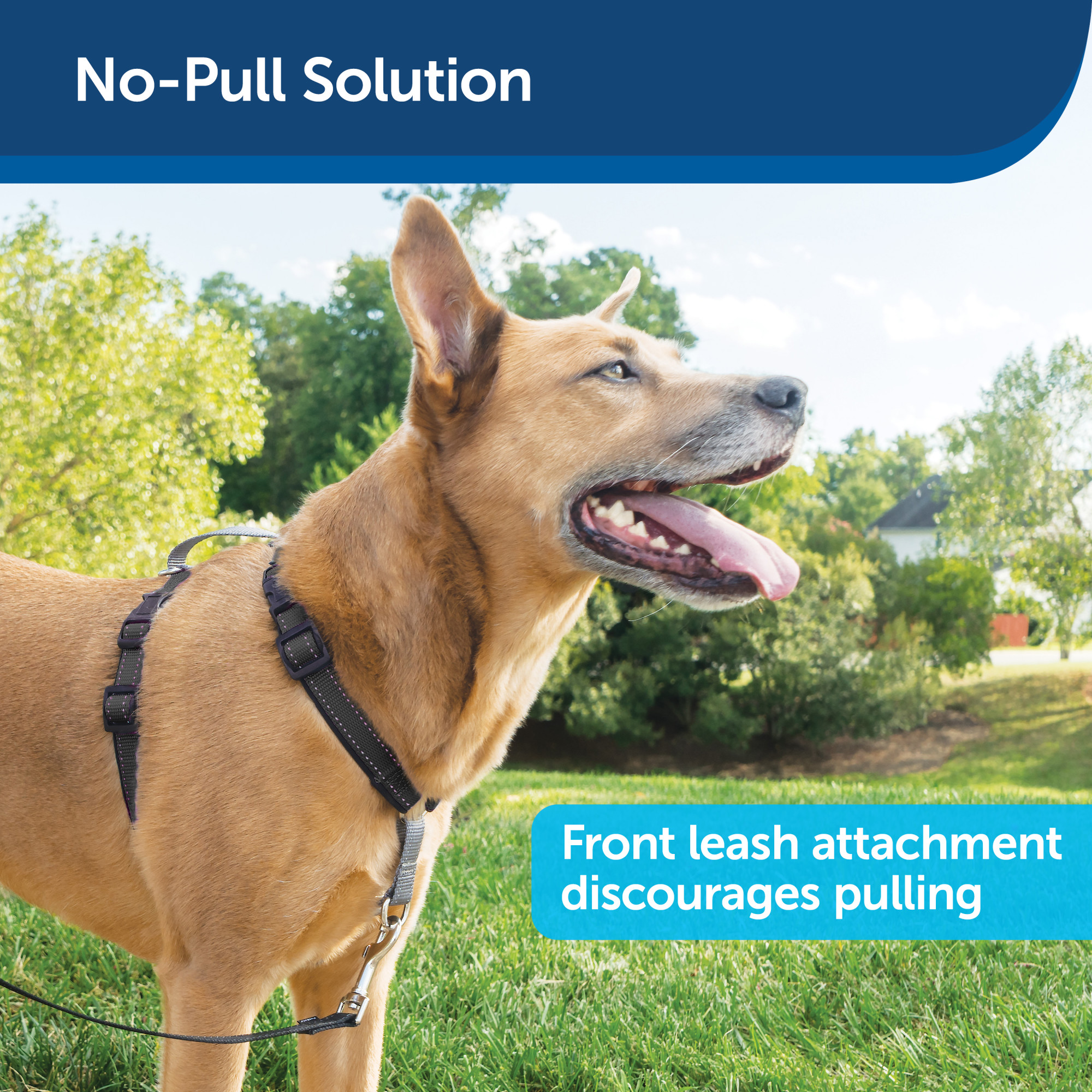 petsafe 3 in 1 harness