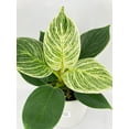 thumbnail image 6 of Philodendron Birkin Variegata - Live Air-Purifying Indoor Plant in Nursery Pot – Easy Care, Low Maintenance Houseplant for Home & Office Decor, Natural Air Cleaner, Best for Beginners (6"Pot), 6 of 11