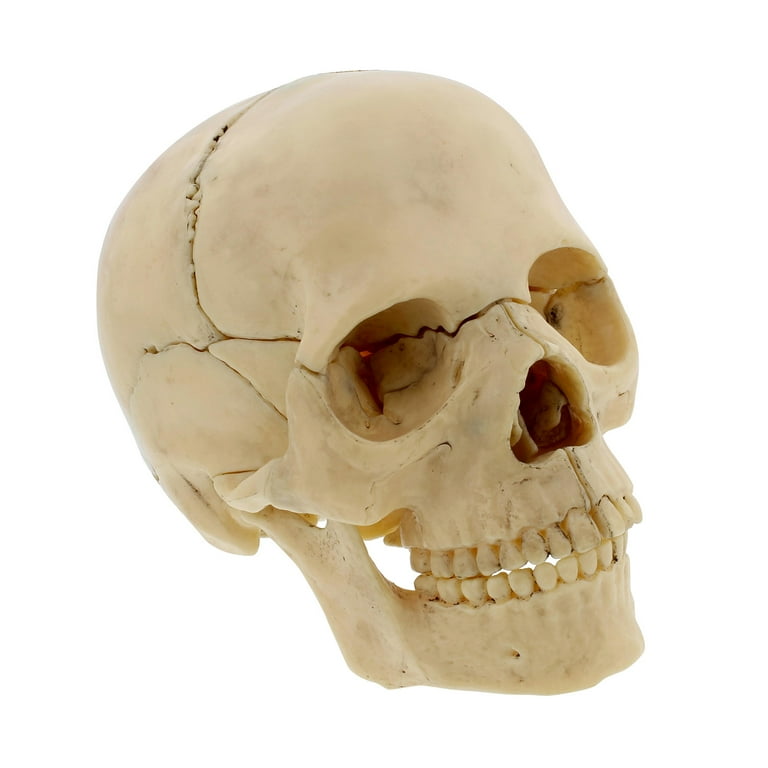 real human skeleton model