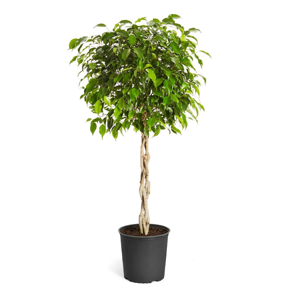 Benjamina Ficus Tree Popular Indoor Houseplant Cannot Ship to AZ