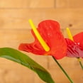 thumbnail image 5 of ELITE FLORAL 20" Artificial Anthurium Spray with Greens, 5 of 5