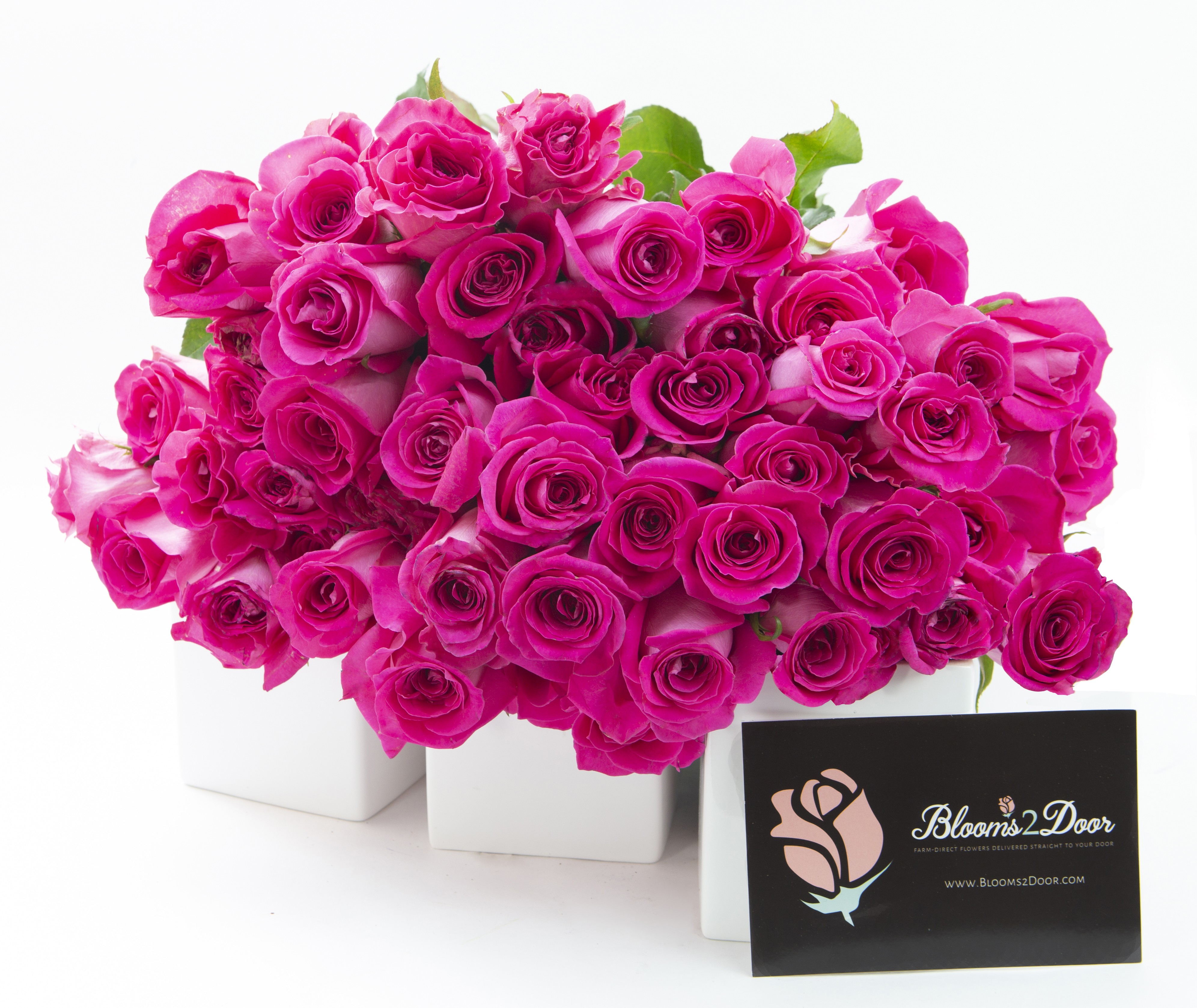 Blooms2Door 50 Hot Pink Roses Farm Direct Wholesale Fresh Flowers