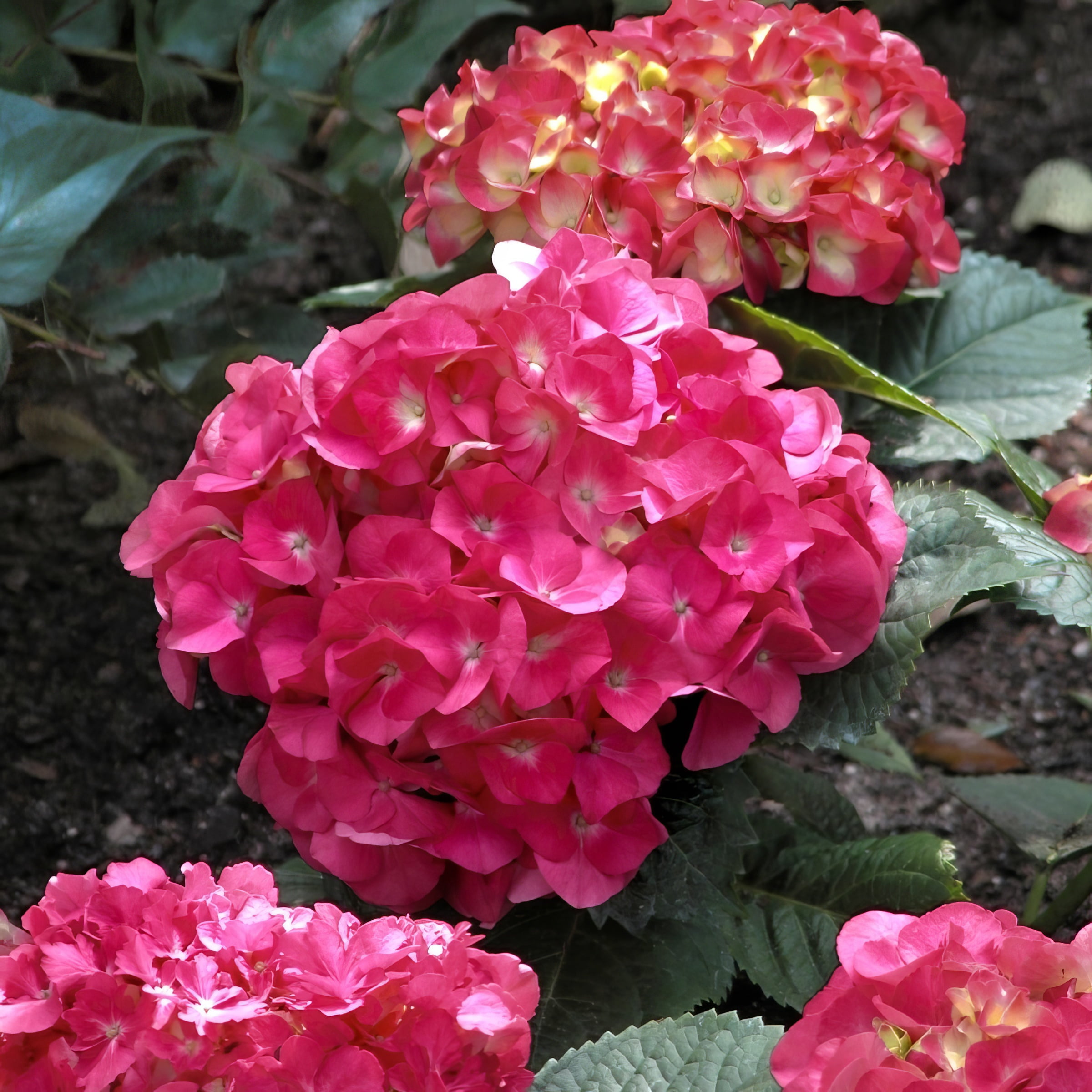 1 gal Hydrangea '3N1' Live Perennial Shrub with Partial Sunlight