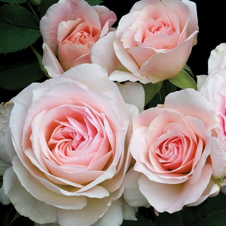 Heirloom Roses - Morden Blush Hardy Rose Plant