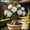 C, variant on Desert Rose, Low Maintenance - Easy Grow - Ideal for Beds Borders, Plant Pots & Planters