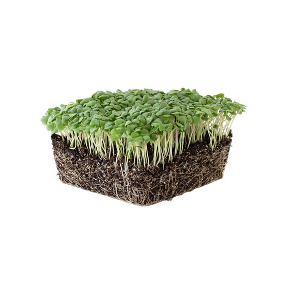 Basil Herb Garden Seeds - Cinnamon - 2 g Packet ~1000 Seeds - Non-GMO Herbal Gardening - Culinary Herb