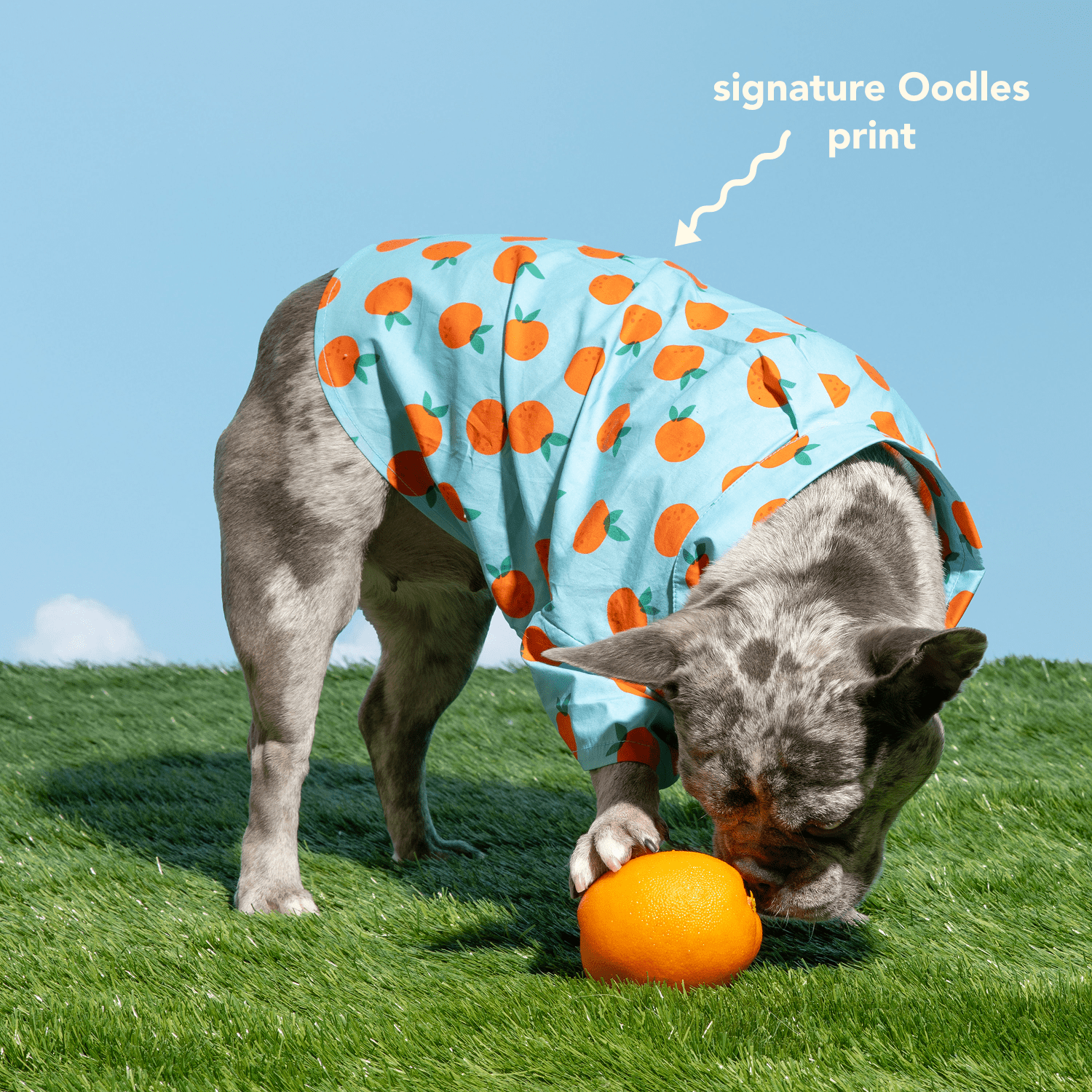 Oodles Sweet Citrus Boxy Button Up Dog Shirt, Blue, Medium