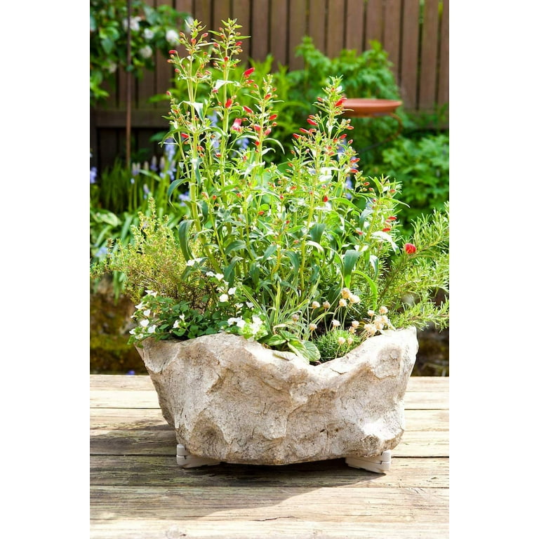 Down Under 0.5 in. H Gray Plastic Pot Toes Down Under 0.5 in. H Gray Plastic Pot Toes