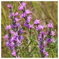 thumbnail image 3 of Everwilde Farms - 100 Dotted Blazing Star Native Wildflower Seeds - Gold Vault Seed Packet, 3 of 5
