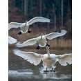 thumbnail image 2 of Fitzharris, Tim 15x18 White Modern Wood Framed Museum Art Print Titled - Trumpeter Swans Landing on Magness Lake-Arkansas II, 2 of 4
