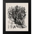 thumbnail image 2 of Vision Studio 12x14 Black Modern Framed Museum Art Print Titled - Coral Specimen V, 2 of 5
