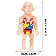 Human Anatomy Model Kit Educational DIY Assembly Toy For Children Experiment Understanding