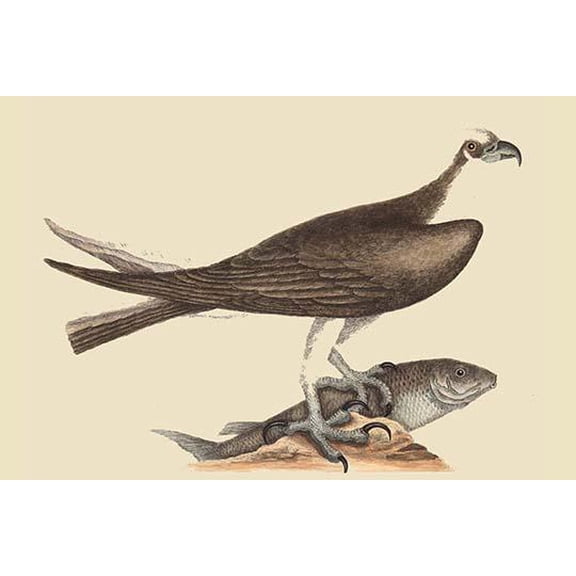 Fishing Hawk-Fine Art Canvas Print (20" x 30")