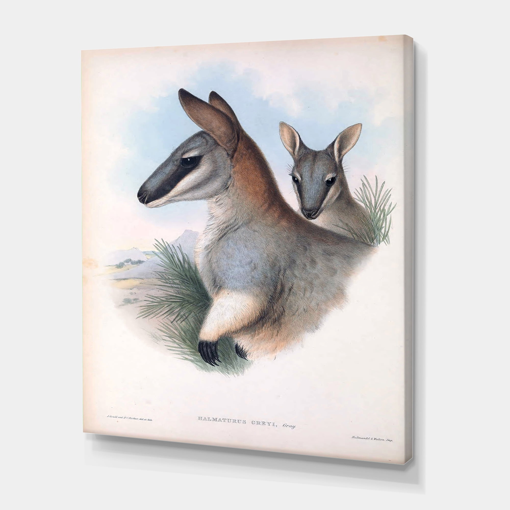 Designart ' Ancient Kangaroo ' Farmhouse Canvas Wall Art Print