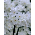 thumbnail image 1 of TASC Narcissi Ziva, Ronde, Haut de Gamme, Intérieure, 1 of 1