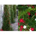 thumbnail image 3 of czcpp-- Graines de Cyprès Mélange de Vigne Ipomée Quamoclit Grimpant Fleur Annuelle Extérieure pour Plantation, 3 of 4