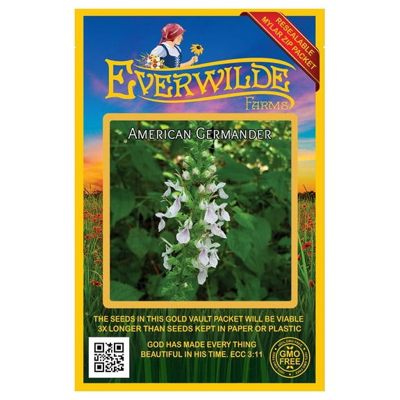 Everwilde Farms - 350 American Germander Native Wildflower Seeds - Gold Vault Seed Packet