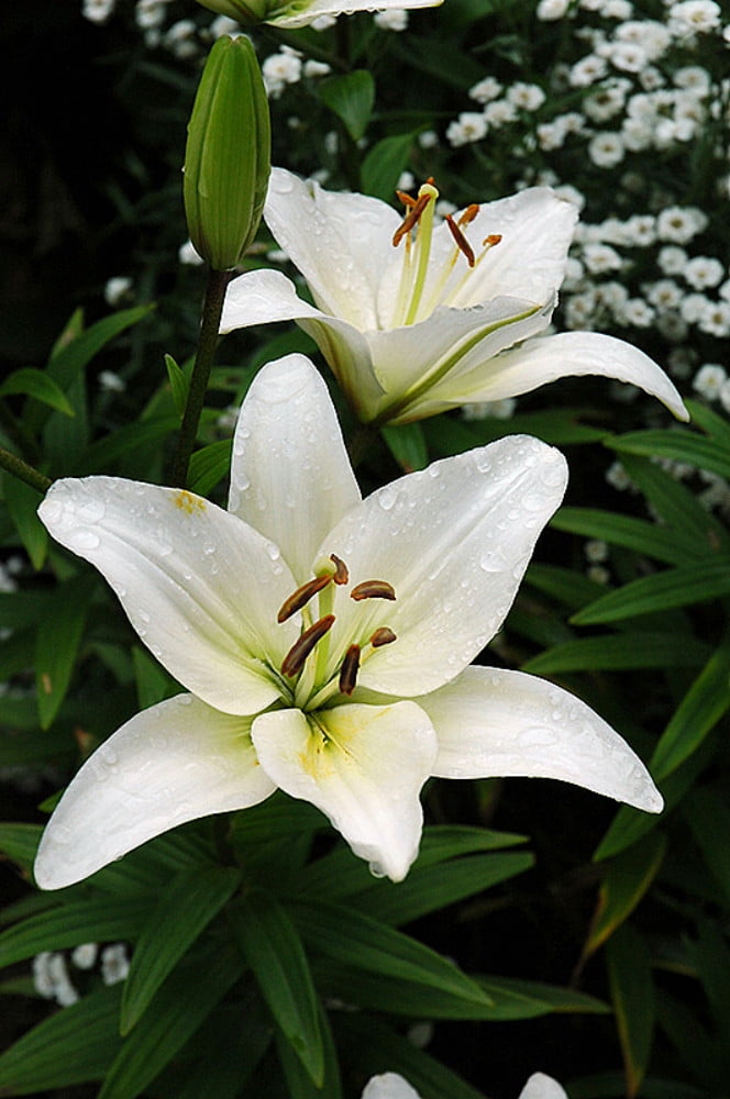 Navona Asiatic Lily 3 Bulbs 14/16 cm Glistening White
