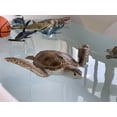 thumbnail image 3 of Figura de acción Gemini&Genius Sea Turtle Sea Animal 25 cm, 3 of 9
