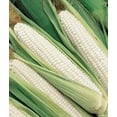 thumbnail image 3 of SCARBOROUGH SEEDS 25 SEEDS WHITE CORN (SILVER KING) HYBRID NON-GMO USA, 3 of 4