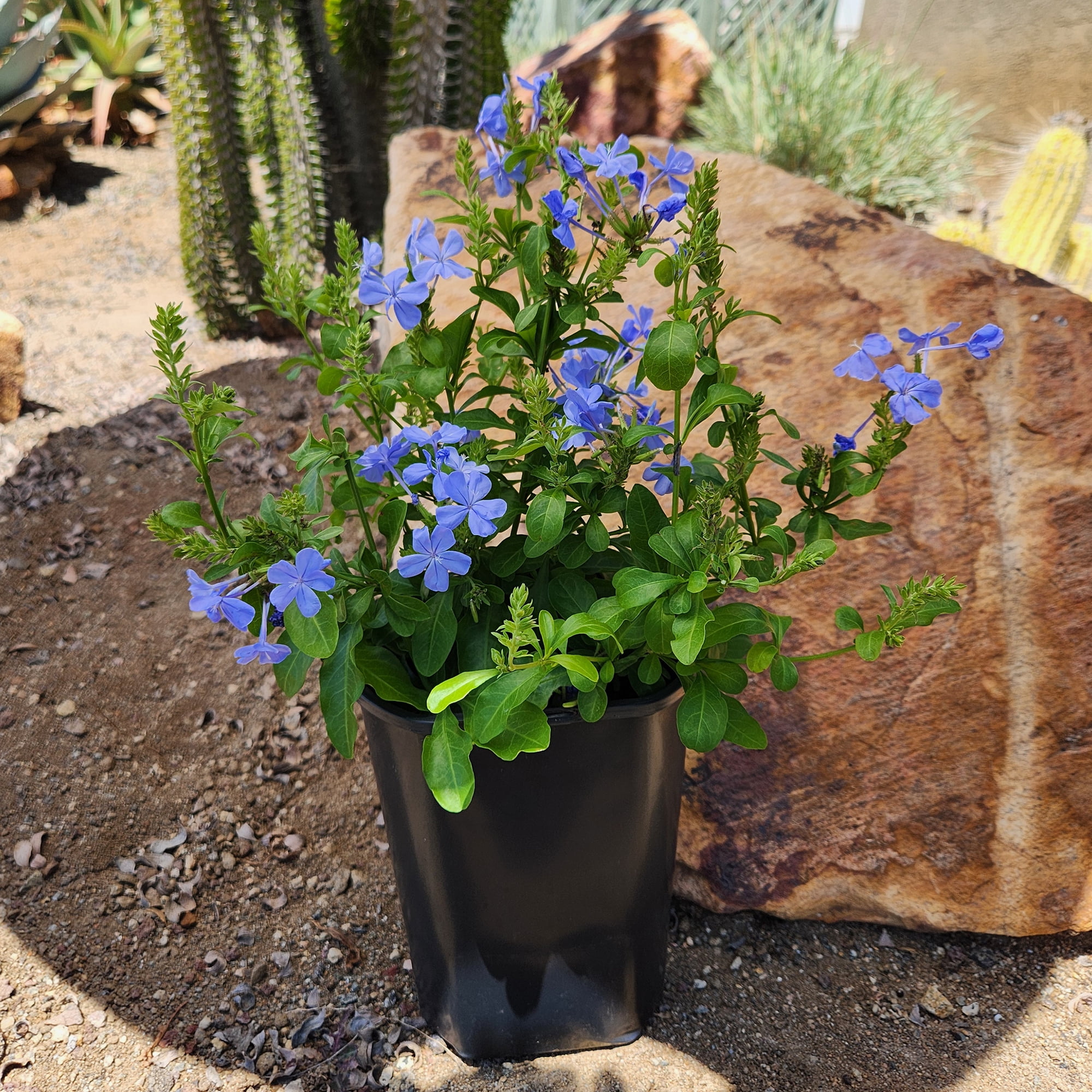 Altman Plants Plumbago Capensis Flowers, 2.5 Qt. Pot, Full Sun, Live Outdoor Plants