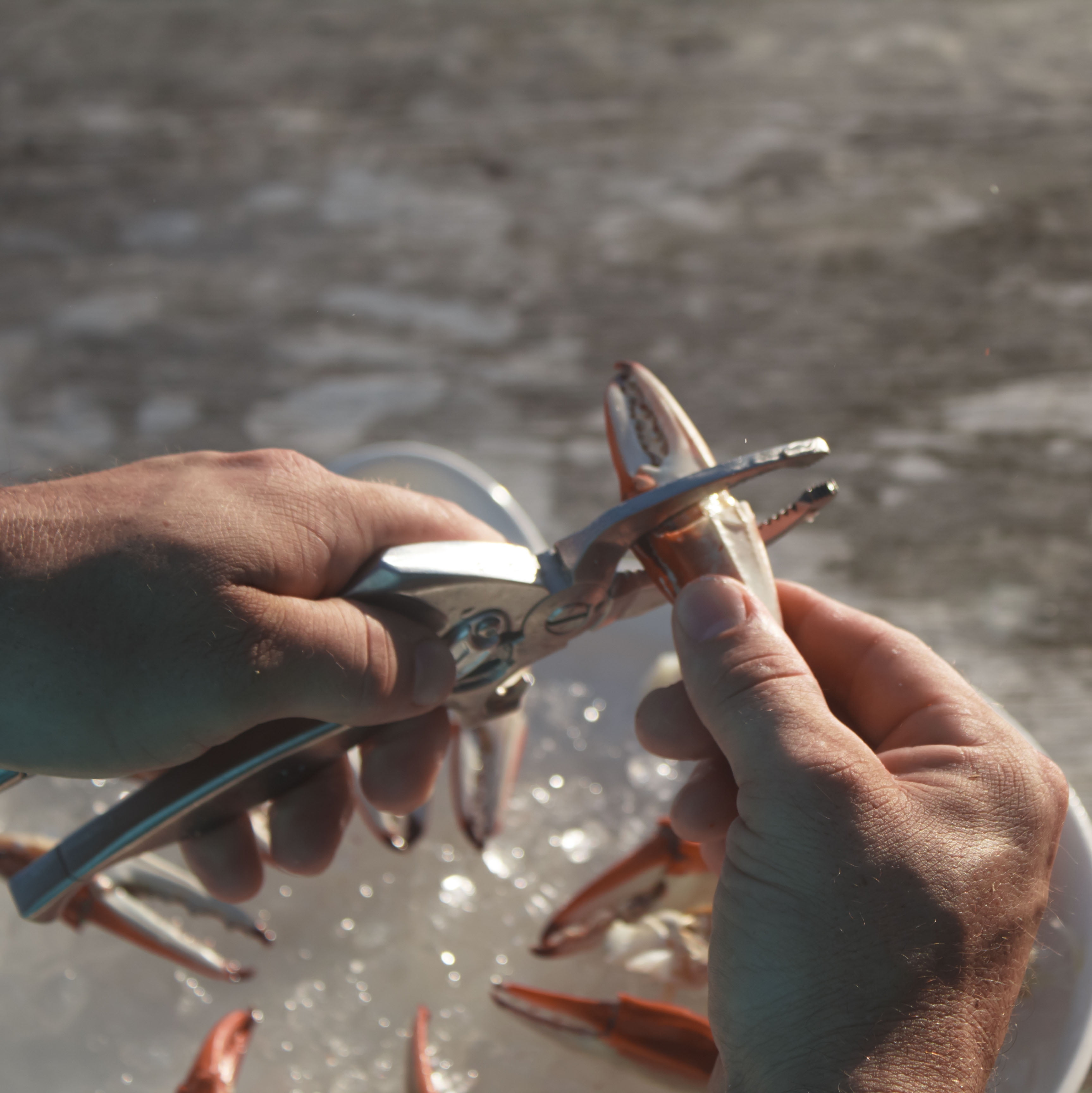 Toad Fish Crab Cutter