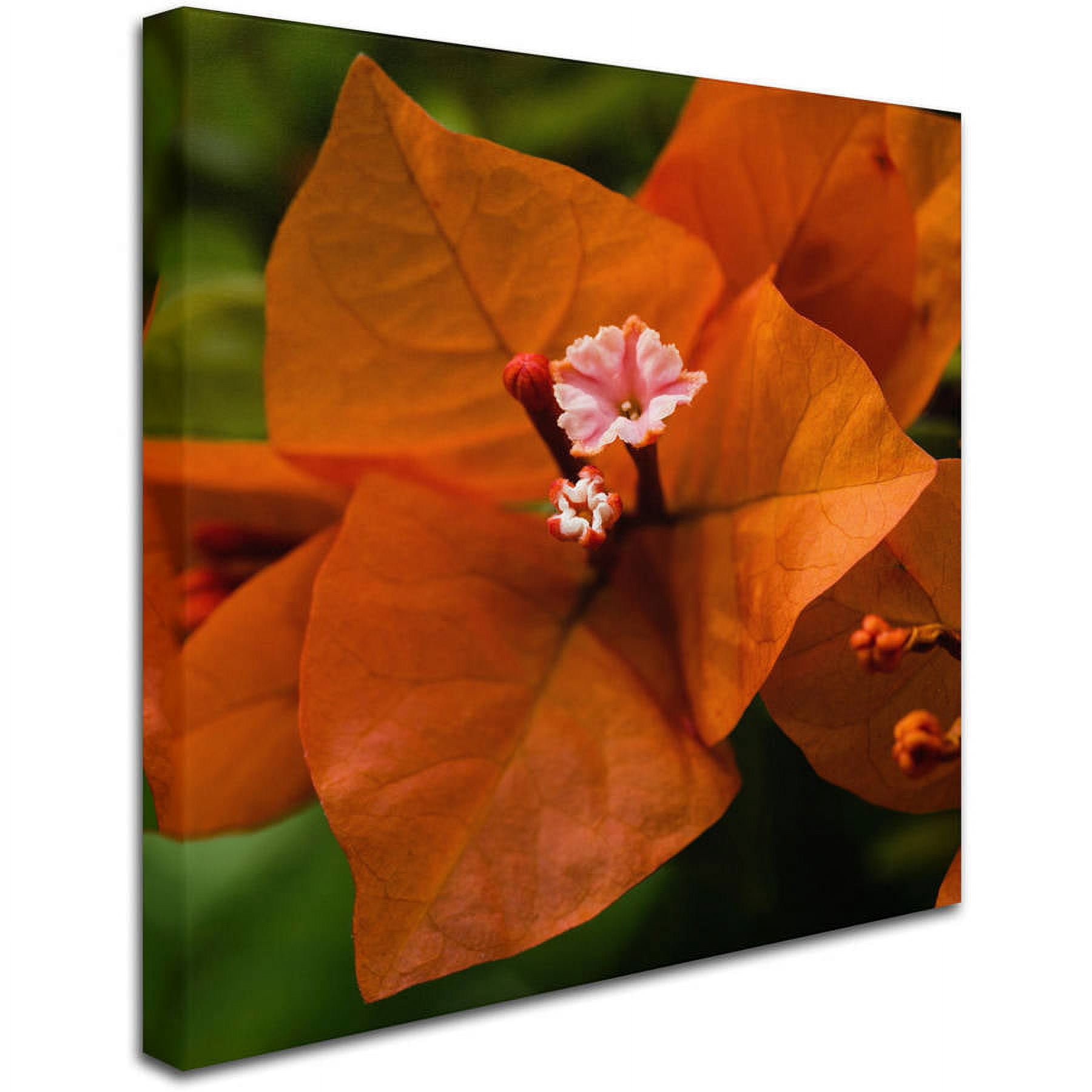 Trademark Fine Art "Orange Bougainvillea" Canvas Art by Kurt Shaffer