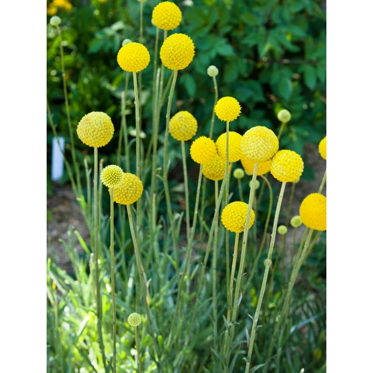 20 Yellow BILLY BUTTONS / WOLLYHEADS Craspedia Globosa Flower Seeds