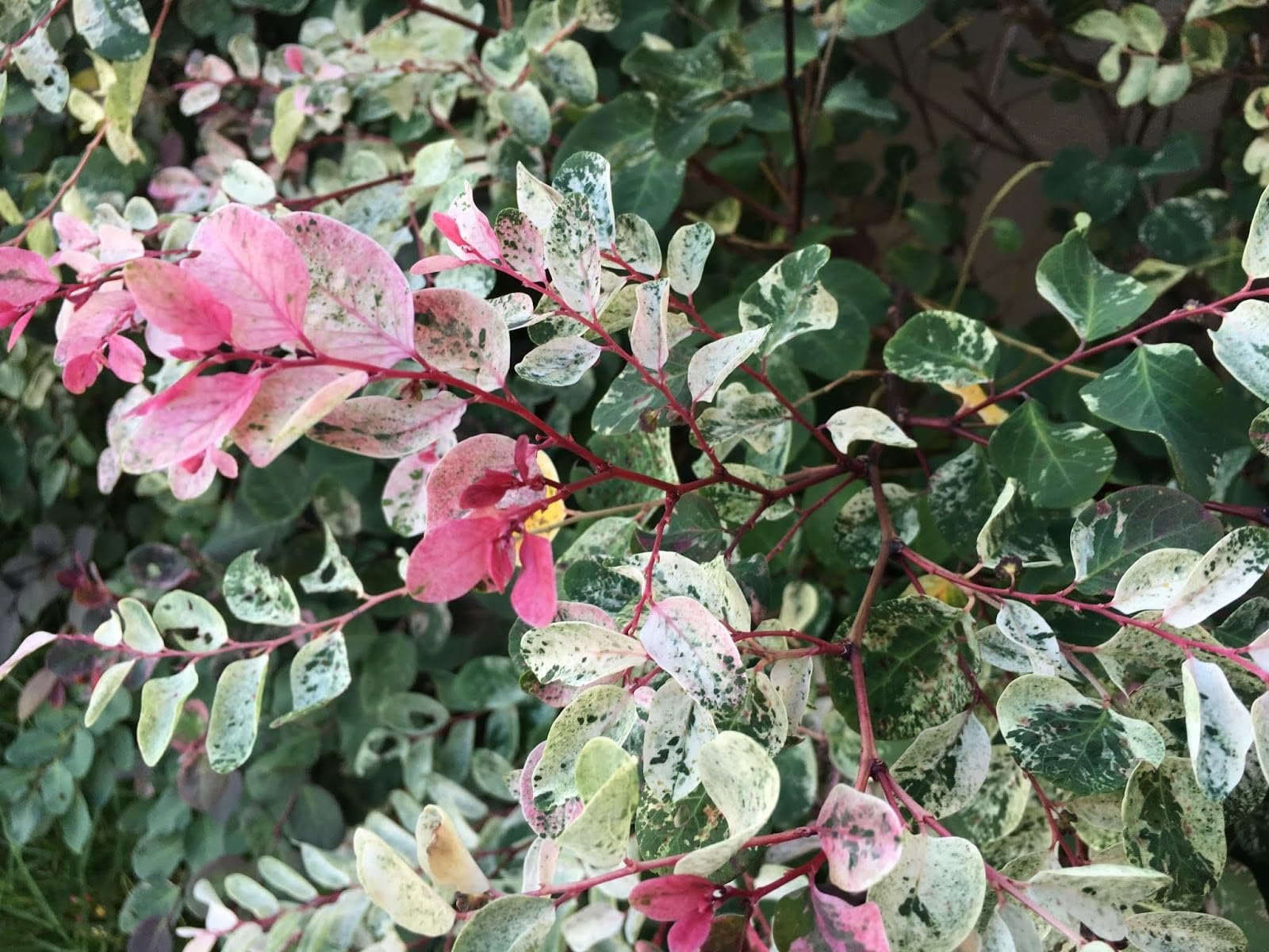 Breynia Disticha Roseopicta Snowbush  3 Live Plants  Ornamental Shrub, Perfect for Indoor & Outdoor Landscaping  Drought Tolerant, Low-Maintenance, Easy-to-Grow Plant