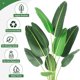 thumbnail image 4 of 48 - pulgada artificial faux banana leaf plant con pot: 5 - foot upright plant con 8 trunks para home o oficina decoration, 4 of 5