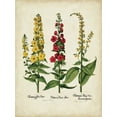 thumbnail image 2 of Besler, Basilius 12x14 White Modern Wood Framed Museum Art Print Titled - Besler Florilegium III, 2 of 4