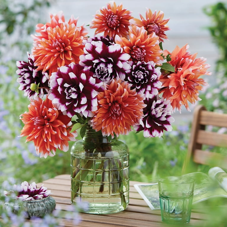 Van Zyverden Dahlia Combo Color Spectacle & Mystery Day (Set