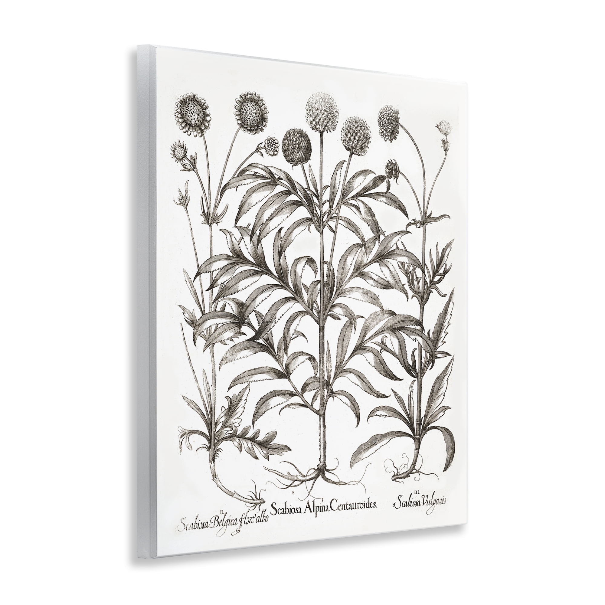 Stupell Industries Scientific Vintage Flowers Botanical & Floral Painting Unframed Art Print Wall Art, 11 x 14