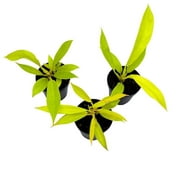 Philodendron Gergasi Golden, 2 inch Set of 3, Golden Saw Gergaji serratum Tiny Mini Pixie Plants