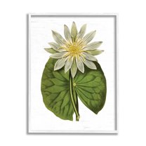Stupell Industries Vintage Water Lily Floral and Pond Plant Pad,11 x 14, Design by Lettered and Lined