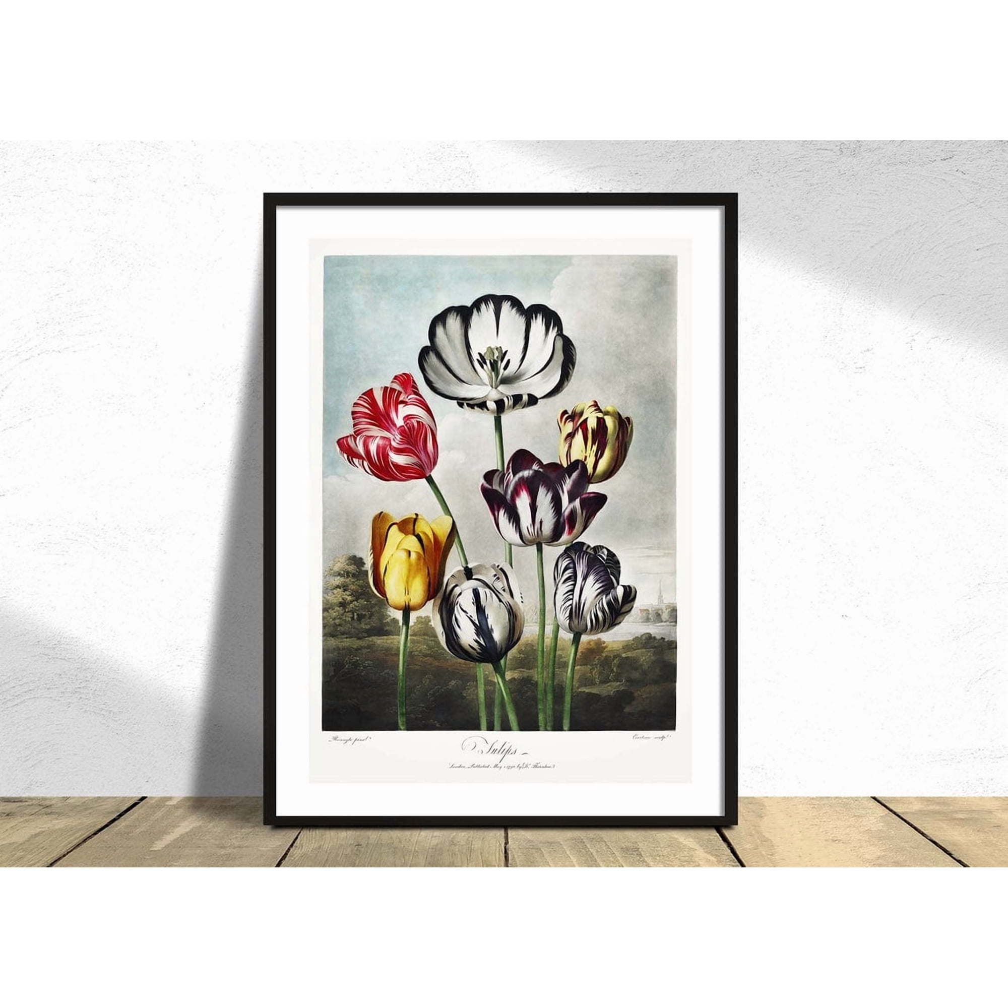 Tulips From The Temple Of Flora Poster Robert John Thornton Vintage Reproduction Old Illustration Plant Flower Home And Bedroom Decor
