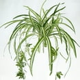 thumbnail image 1 of Chlorophytum comosum « Spider Plant » (Choix du Producteur), 1 of 4