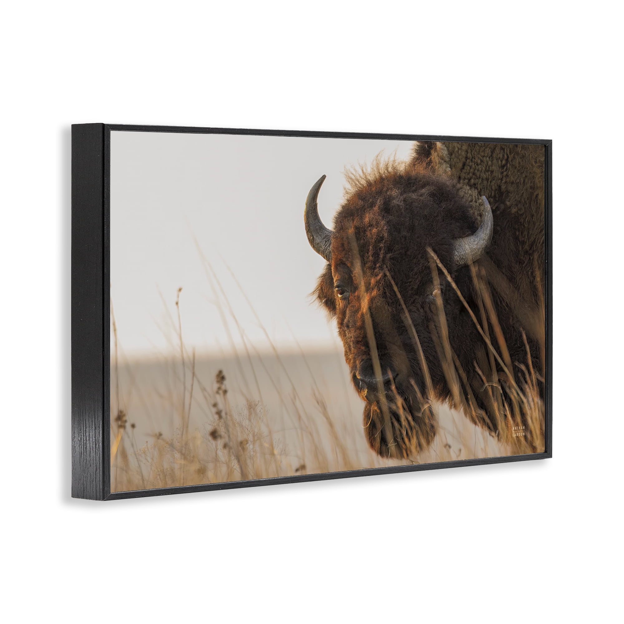 Stupell Industries Bison Sunset on Golden Prairie Black Framed Giclee Art, design by Nathan Larson