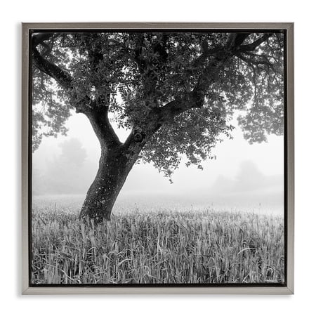 Stupell Industries Tuscan Morning Scenery Landscape & Nature Photography Gray Floater Framed Canvas Art Print Wall Art 25 x 25