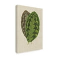 thumbnail image 2 of Trademark Fine Art 'Leaves on Linen IV' Canvas Art by Unknown, 2 of 4