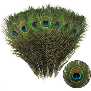 Natural Peacock Feathers 30-35 Inches Long (20 Pcs per Bundle)