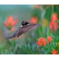thumbnail image 2 of Fitzharris, Tim 17x15 Gold Ornate Wood Framed with Double Matting Museum Art Print Titled - Black Chinned Hummingbird with Indian Paintbrush, 2 of 4