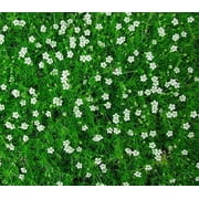 Irish Moss - Sagina Subulata - House Plant or Very Hardy Groundcover - 2.5 Pot