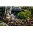 thumbnail image 2 of Goebel, Wilhelm 14x10 White Modern Wood Framed Museum Art Print Titled - Grey Fox, 2 of 4
