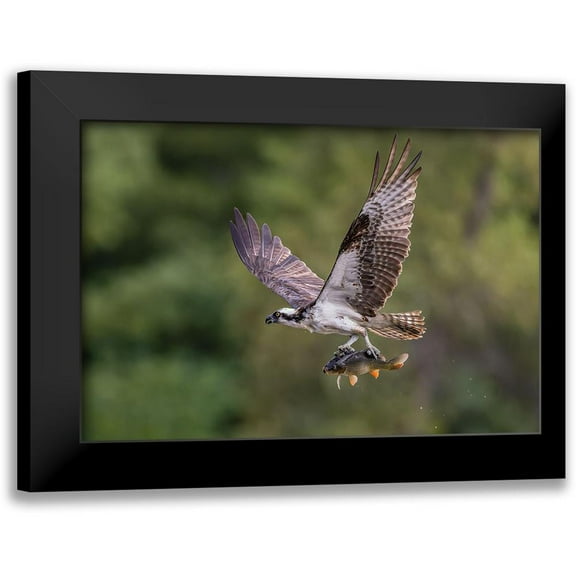 Luo, Donald 14x11 Black Modern Framed Museum Art Print Titled - Osprey With Catch