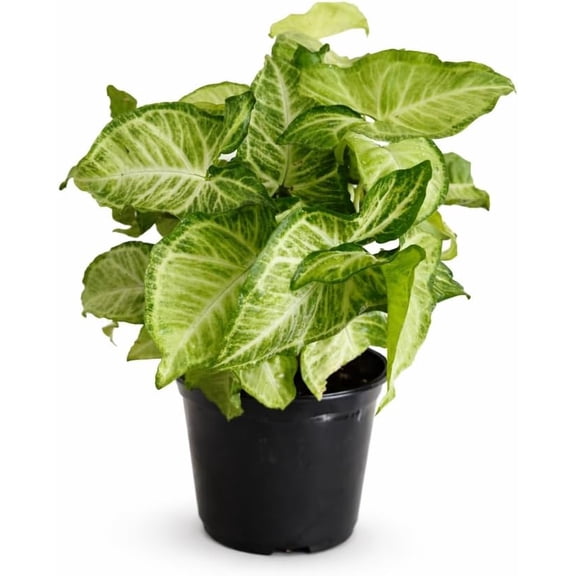 Syngonium Live Plant for Indoor Spaces, Arrowhead Houseplant in 6" Pot