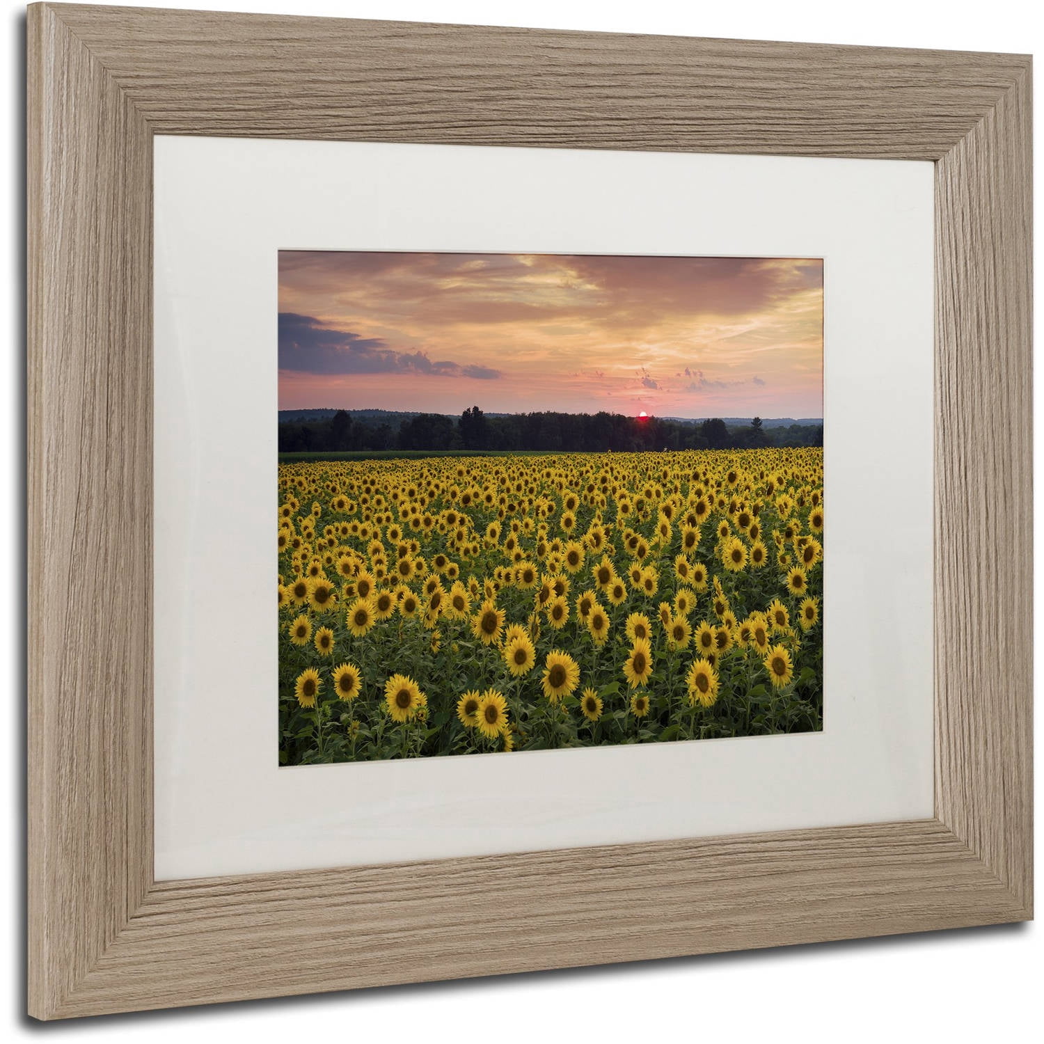 Trademark Fine Art "Sunflower Taps" Canvas Art by Michael Blanchette Photography White Matte, Birch Frame