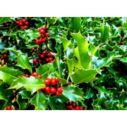 30 English Holly Seeds for Planting - Ilex aquifolium - Christmas Holly